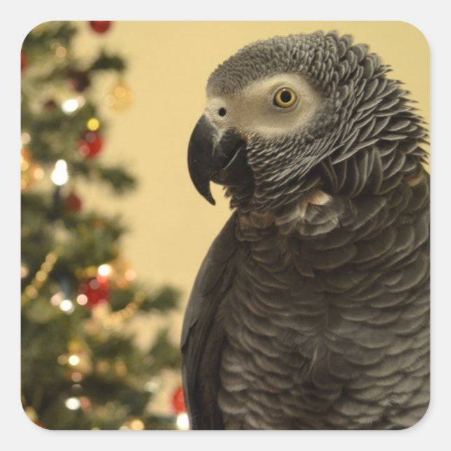 Papageiweihnachtskleber Quadratischer Aufkleber (Vorderseite)