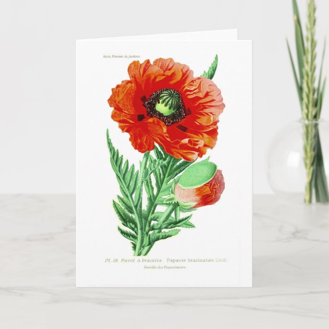 Papaver bracteatum karte (Vorderseite)