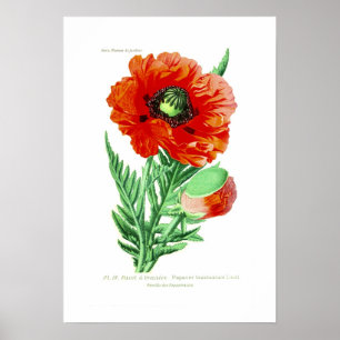 Papaver bracteatum poster