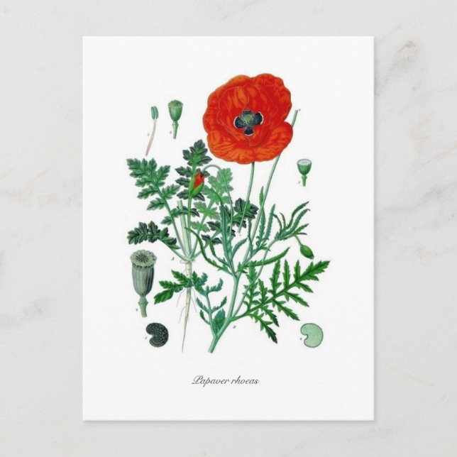 Papaver rhoeas postkarte (Vorderseite)