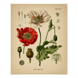 Papaver Somniferum - Mohn Poster