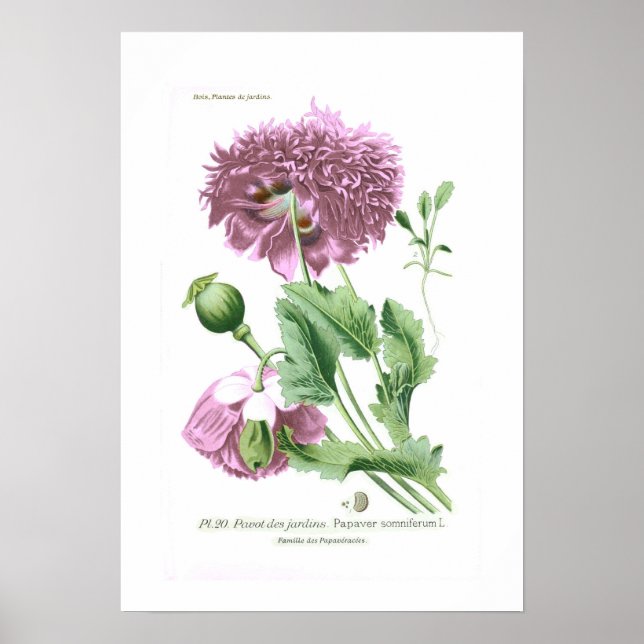 Papaver somniferum (Opiummohn) Poster (Vorne)