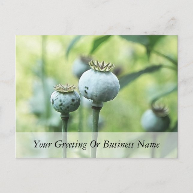 Papaver Somniferum Seed Heads Postkarte (Vorderseite)