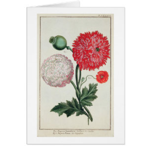 Papaver-Somniferum und Papaver rheas graviert