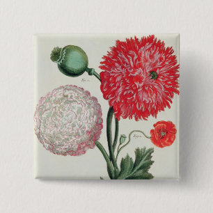 Papaver-Somniferum und Papaver rheas graviert Button
