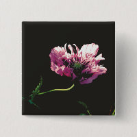 Papaver Sugarplum