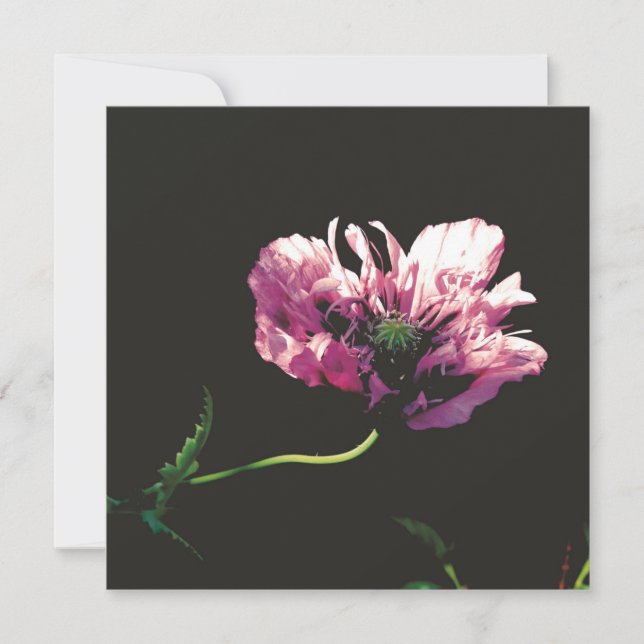 Papaver Sugarplum Card (Vorderseite)