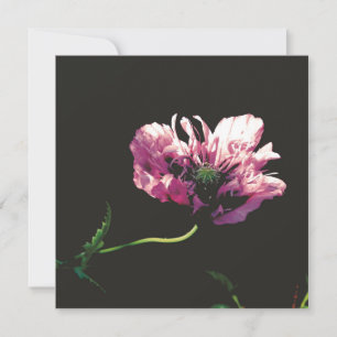 Papaver Sugarplum Card