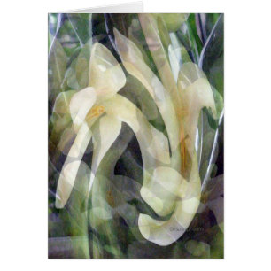 Papaya-Blume in abstraktem