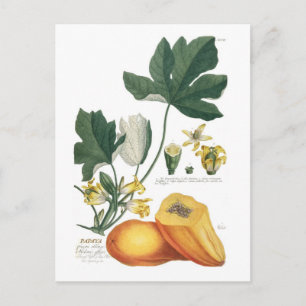 Papaya Postkarte