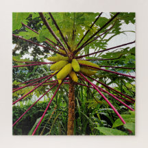 Papaya Tree