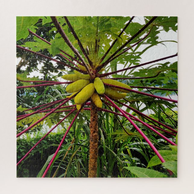 Papaya Tree (Vertikal)