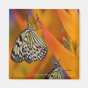 Paper Kite Butterflies (Idea leuconoe) auf Blume Magnet