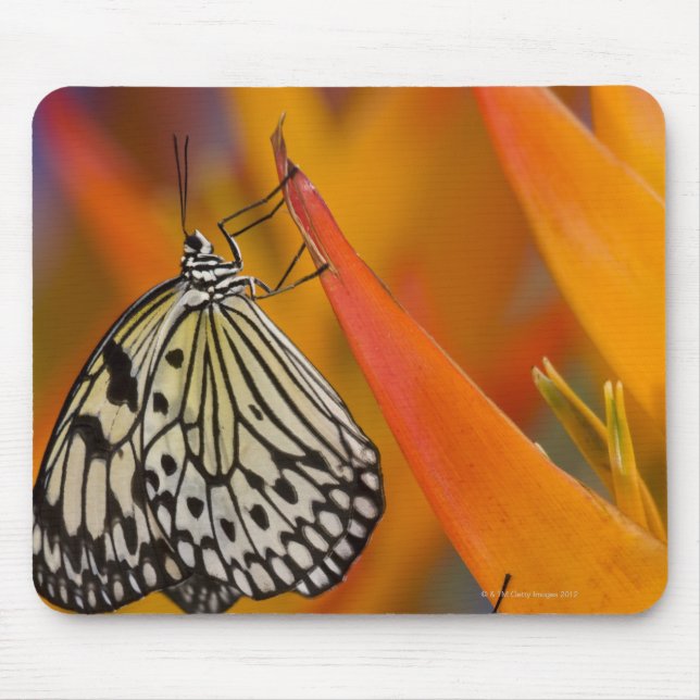 Paper Kite Butterflies (Idea leuconoe) auf Blume Mousepad (Vorne)