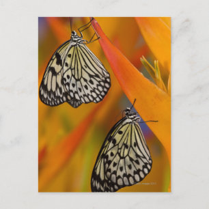 Paper Kite Butterflies (Idea leuconoe) auf Blume Postkarte