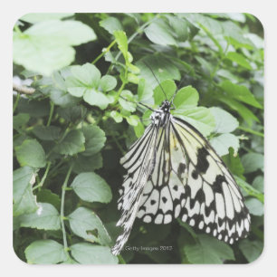 Paper Kite Butterfly (Idea leuconoe) auf Reben, Quadratischer Aufkleber