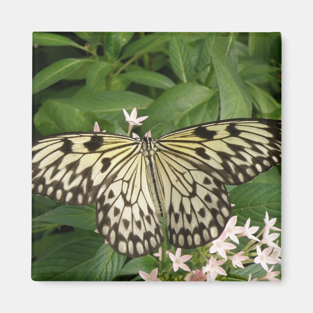 Paper Kite Butterfly Magnet (Vorne)