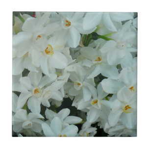 Paperwhite Narcissus Delikate Weiße Blume Fliese