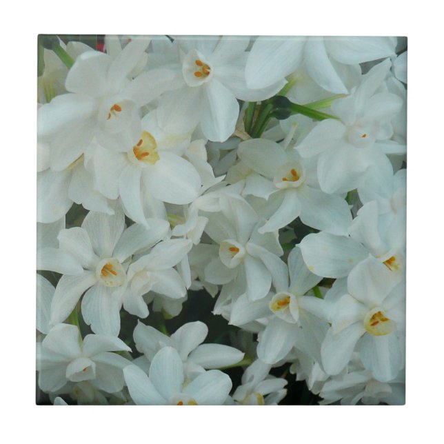 Paperwhite Narcissus Delikate Weiße Blume Fliese (Vorderseite)
