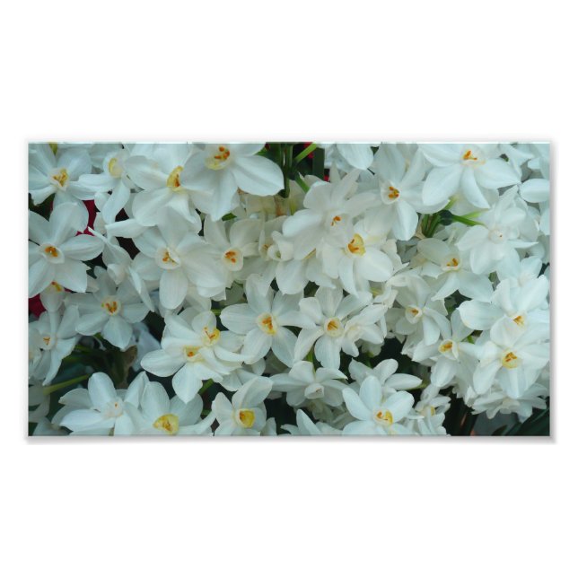 Paperwhite Narcissus Delikate Weiße Blume Fotodruck (Vorne)