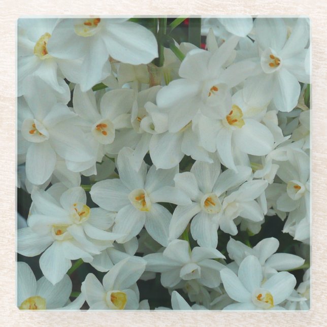 Paperwhite Narcissus Delikate Weiße Blume Glasuntersetzer (Vorderseite)