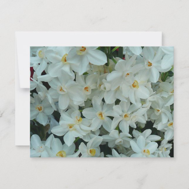 Paperwhite Narcissus Delikate Weiße Blume Karte (Vorderseite)