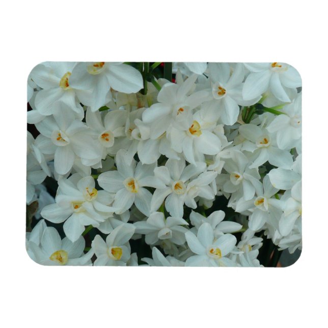 Paperwhite Narcissus Delikate Weiße Blume Magnet (Horizontal)