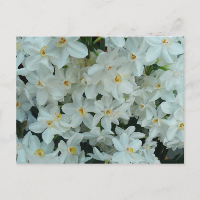 Paperwhite Narcissus Delikate Weiße Blume Postkarte (Vorderseite)