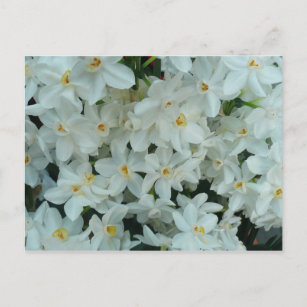 Paperwhite Narcissus Delikate Weiße Blume Postkarte