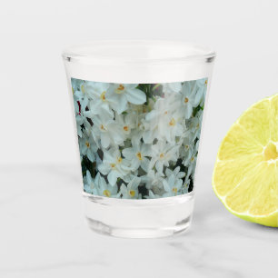 Paperwhite Narcissus Delikate Weiße Blume Schnapsglas