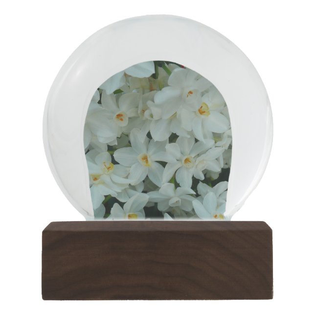Paperwhite Narcissus Delikate Weiße Blume Schneekugel (Vorderseite)