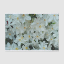 Paperwhite Narcissus Delikate Weiße Blume