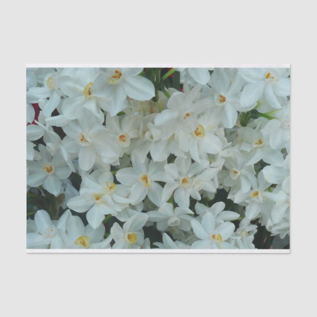 Paperwhite Narcissus Delikate Weiße Blume Seidenpapier (Vorderseite)