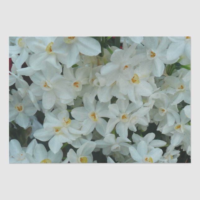 Paperwhite Narcissus Delikate Weiße Blume Seidenpapier (Vorderseite)