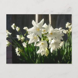 Paperwhites Narcissus Postkarte