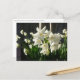 Paperwhites Narcissus Postkarte (Vorderseite/Rückseite Beispiel)