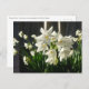 Paperwhites Narcissus Postkarte (Vorne/Hinten)