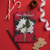 Paperwhites und Red Poinsettias Blumenweihnachtsfe