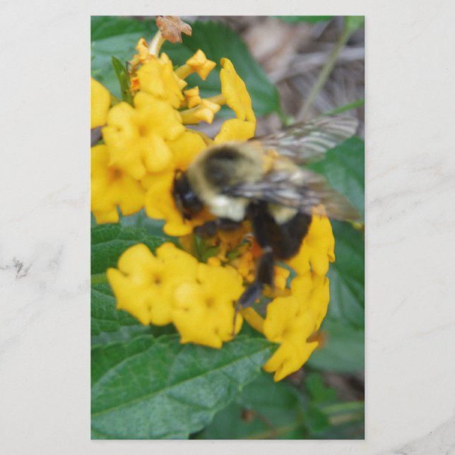 Papeterie Abeille jaune et noire sur la fleur jaune (Devant)