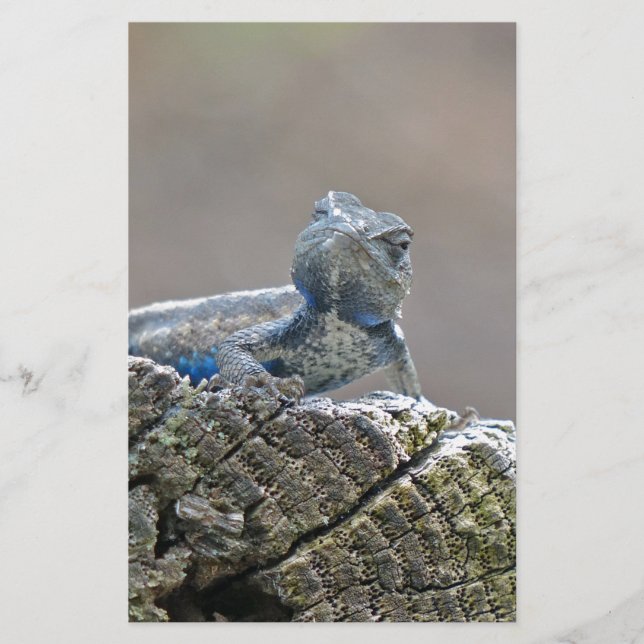 Papeterie Alligator du ventre bleu Lizard (Devant)