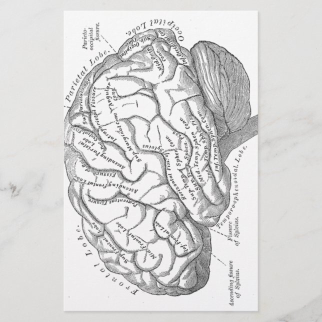 Papeterie Anatomie vintage de cerveau (Devant)
