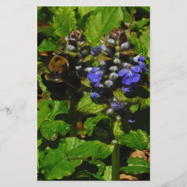 Papeterie Baume d'abeille pourpre et bourdon (Devant)