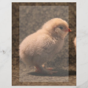 Papeterie Bébé Poussin Adorable