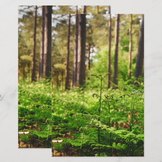 Papeterie Belle forêt de fougères (Devant / Derrière)
