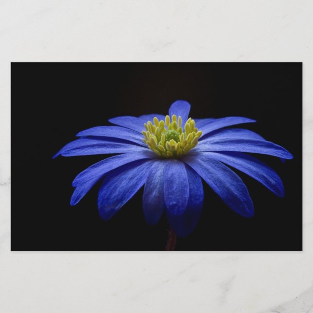 Papeterie Blue Daisy Gerbera Flower Papier (Devant)