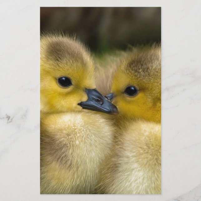 Papeterie Canetons pelucheux jaunes mignons, canards de bébé (Devant)