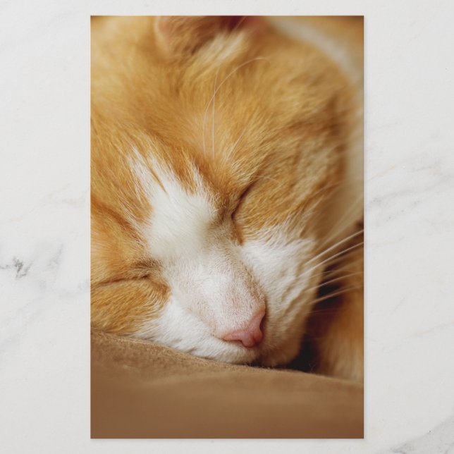 Papeterie Chaton couchant (Devant)