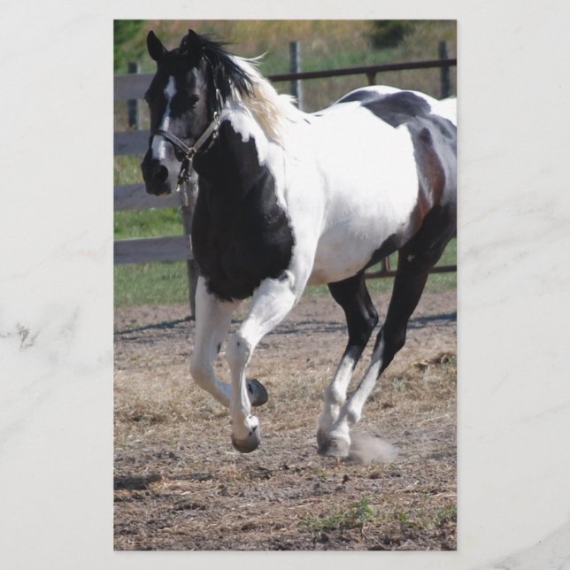Papeterie Cheval Pinto Paint (Devant)