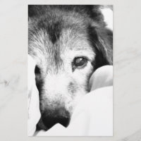chien endormi blotti sur lit noir blanc
