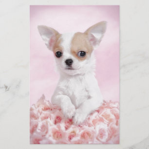 Papeterie Chihuahua en rose avec des roses